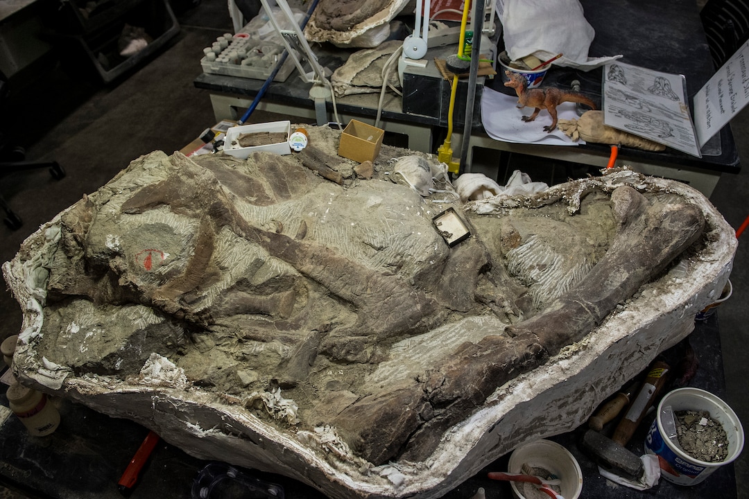 (Chris Detrick  |  The Salt Lake Tribune)  A Tyrannosaurid skull from Grand Staircase-Escalante National Monument at the Natural History Museum of Utah.