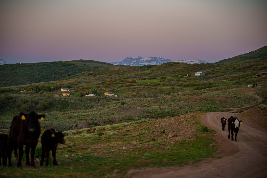 (Trent Nelson  |  The Salt Lake Tribune) Mount Timpanogos looks into Summit County at dawn where residents are suing to stop the incorporation of the town of West Hills, on Friday, May 30, 2025.
