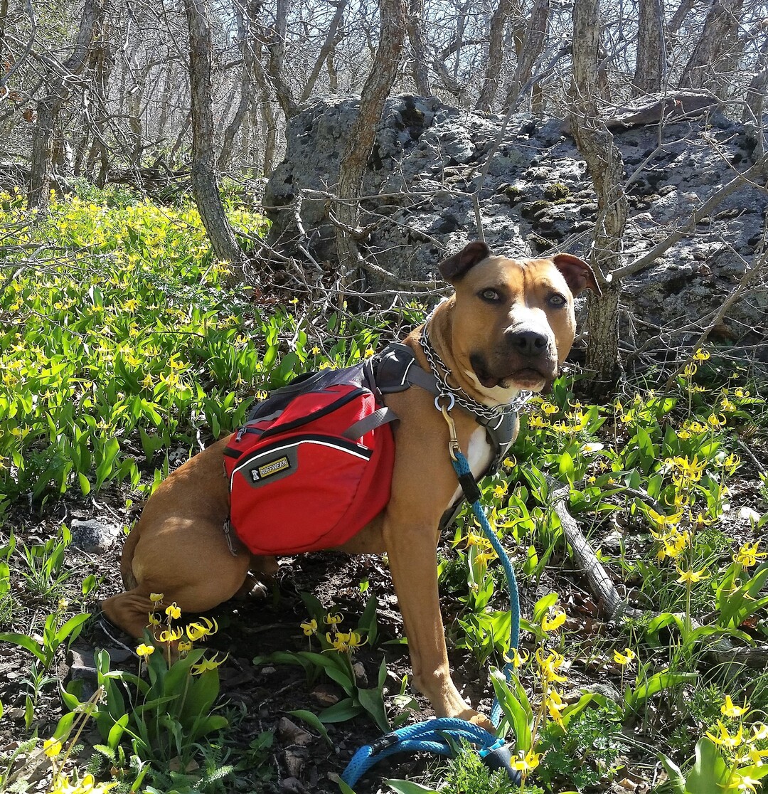 (Courtesy of Salt Lake County Animal Services)  Salt Lake County PAWlitical candidate Drake