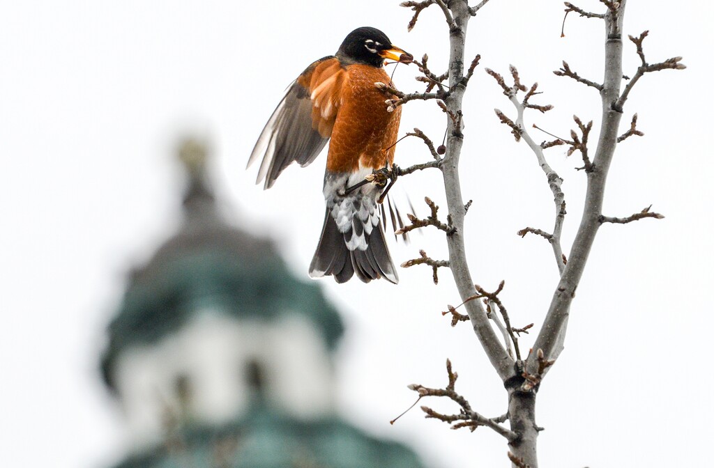 Leah Hogsten | The Salt Lake Tribune A flock of American Robins devour Yoshino cherries off the trees lining the fountain at the Utah Capitol, Feb. 13, 2019, ahead of the storm from Wednesday evening.