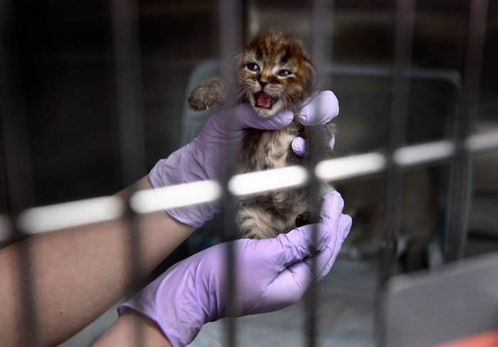 (Scott Sommerdorf | The Salt Lake Tribune)
"Pangolin" meows as she is lifted from her cage at Best Friends kitten nursery, Sunday, April 8, 2018.