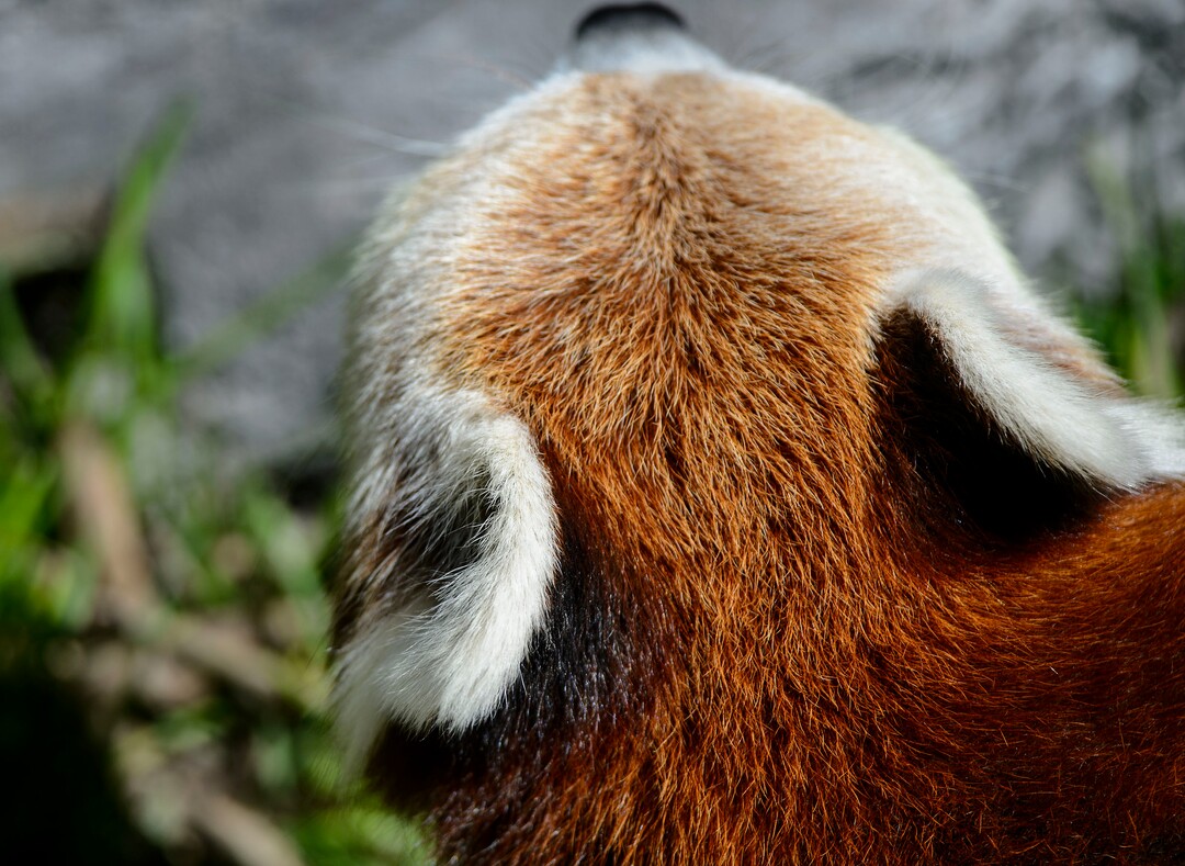 (Steve Griffin  |  The Salt Lake Tribune) A red panda checks out its new exhibit as the Hogle Zoo adds two red pandas to its permanent exhibit in Salt Lake City Friday May 4, 2018.  The 3 1/2 year-old male and the seven year-old female will make Hogle Zoo their permanent home after arriving from their previous home at Reid Park Zoo in Tucson, AZ. Red pandas are also called lesser pandas and live in the mountainous areas of Nepal and southwestern China. Their diet consists mostly of bamboo.
