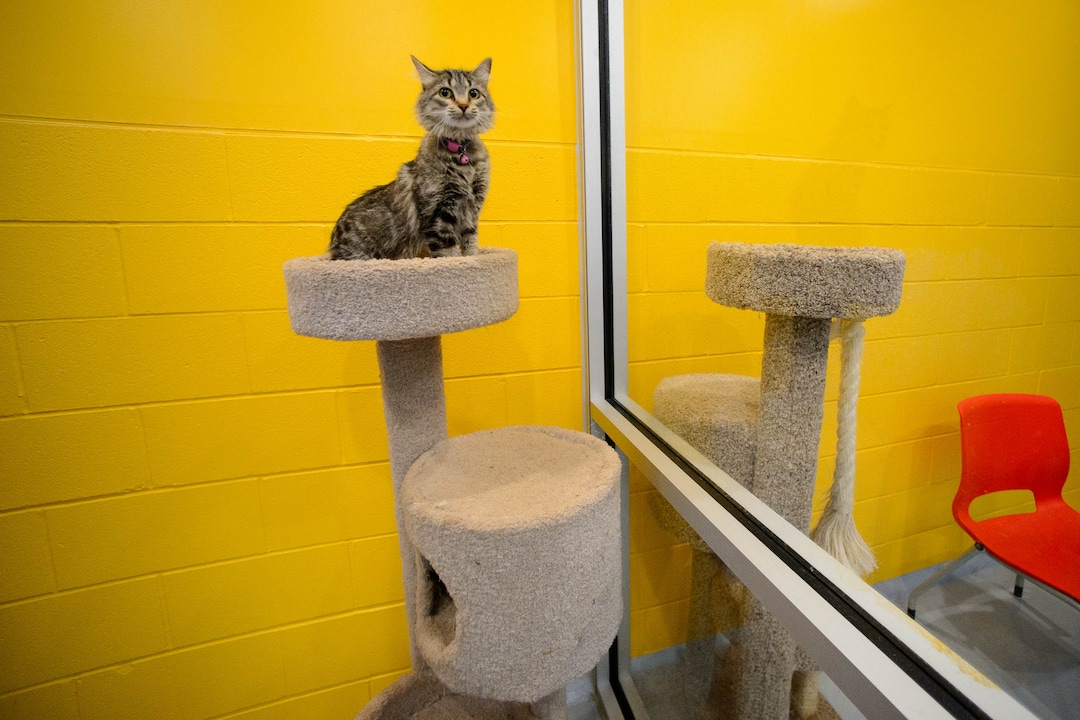 (Trent Nelson  |  The Salt Lake Tribune)  "Kimber," a cat available for adoption, in a playroom at Sandy City Animal Services on Monday April 22, 2019.