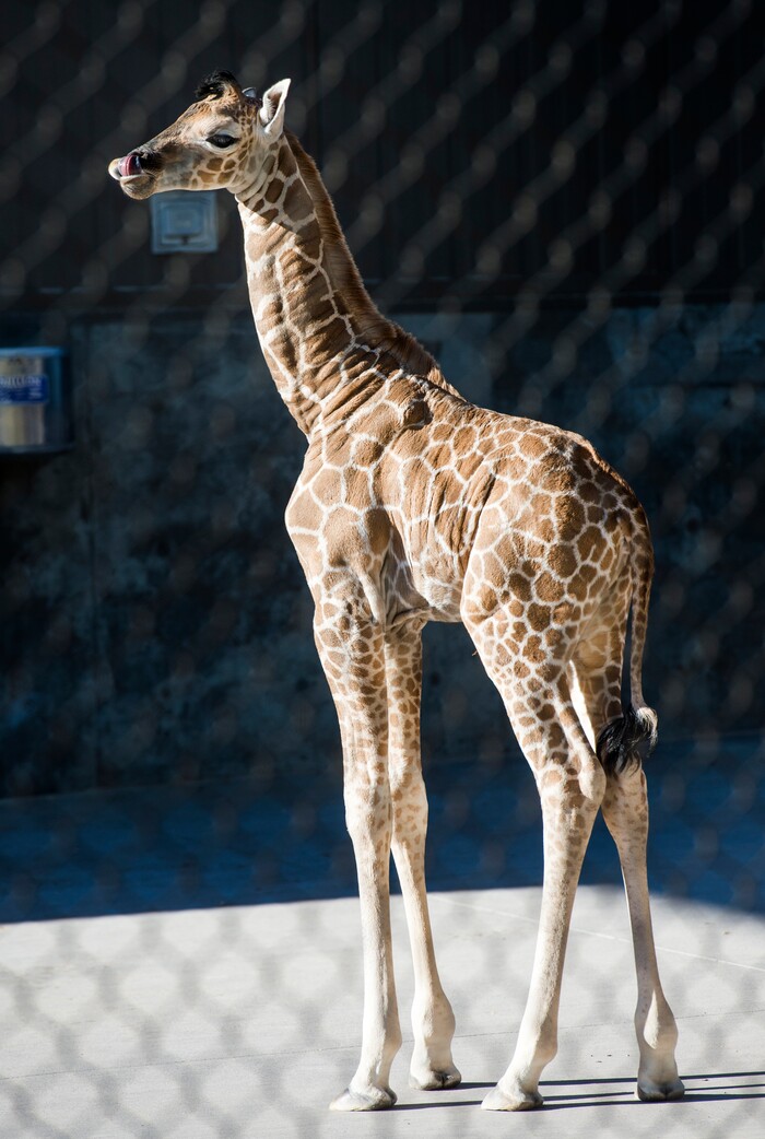 (Rick Egan | The Salt Lake Tribune) Friday, Sept. 21, 2018.