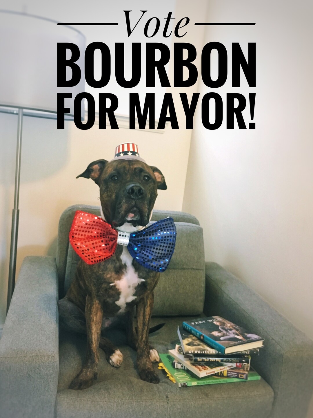 (Courtesy of Salt Lake County Animal Services)  Salt Lake County PAWlitical candidate Bourbon