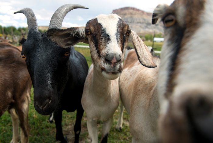 (Leah Hogsten  |  The Salt Lake Tribune) Randy Ramsley believes the best goat milk has complexity and dimension, so he feeds his goats a diverse diet including rabbitbrush flowers and blooms and roam, rye, vetch, clover, plantain and alfalfa grasses. Mesa Farm goats are part Alpine, Nubian and Lamancha breeds. Mesa Farm owner Randy Ramsley sells a variety of goats milk cheeses and yogurt at his farm's storefront on Highway 24, east of Capitol Reef and at Tony Caputo's in Salt Lake City. 