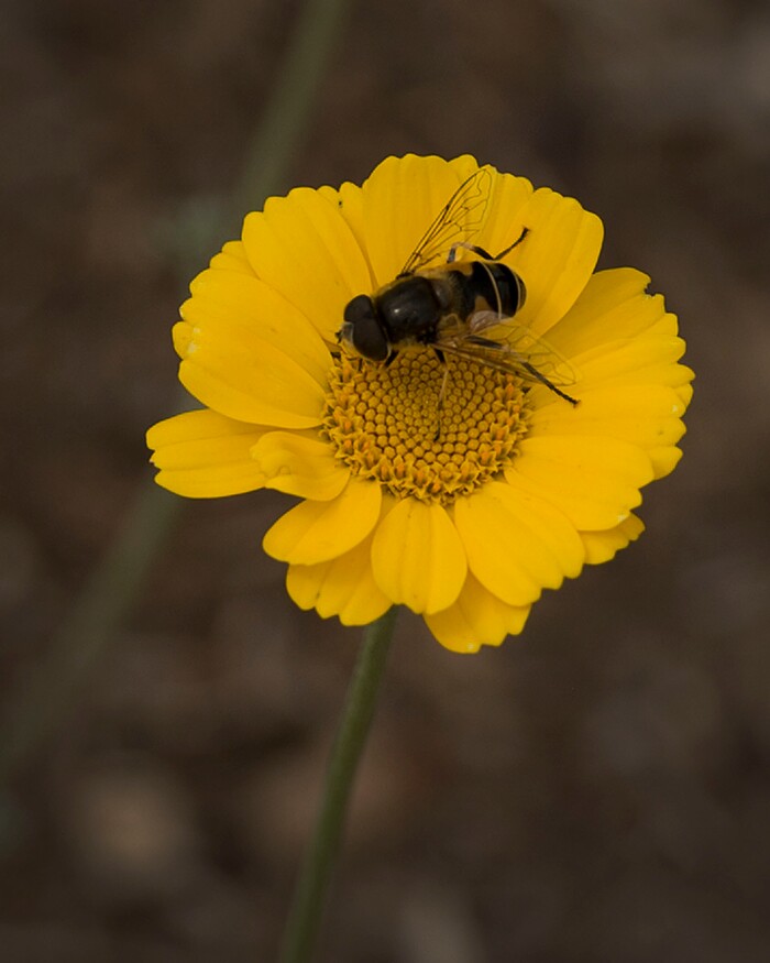 Leah Hogsten  |  The Salt Lake TribuneA bee lands on a Filigree Daisy; zones 4-10. Red Butte Garden featured Water Conservation Garden is designed to demonstrate that beautiful gardens do not require heavy applications of water. The newly constructed 2017 three-acre garden will offer educational programs to teach people how to create their own water-wise landscapes.