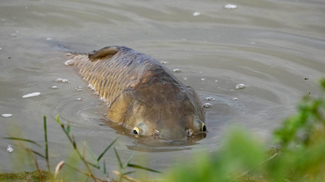 (Francisco Kjolseth | The Salt Lake Tribune) Large carp protrude from the water like swamp monsters, making loud sucking noises and jumping out of the water in the Bear River Migratory Bird Refuge, a 74,000-acre nature reserve in the northern Great Salt Lake on Wednesday, June 23, 2021. American white pelicans who feed on the fish as they wait for their young to grow are facing a dwindling lake, an important breeding ground that is in trouble.