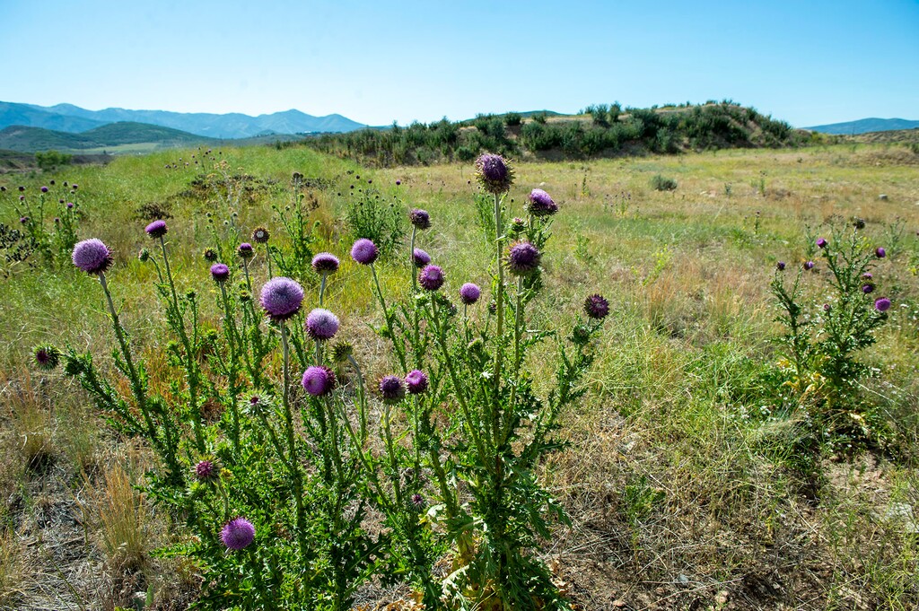(Rick Egan  |  Tribune file photo) The town of Hideout is trying to annex open space on the outskirts of Park City near Richardson Flat, Tuesday, July 14, 2020.