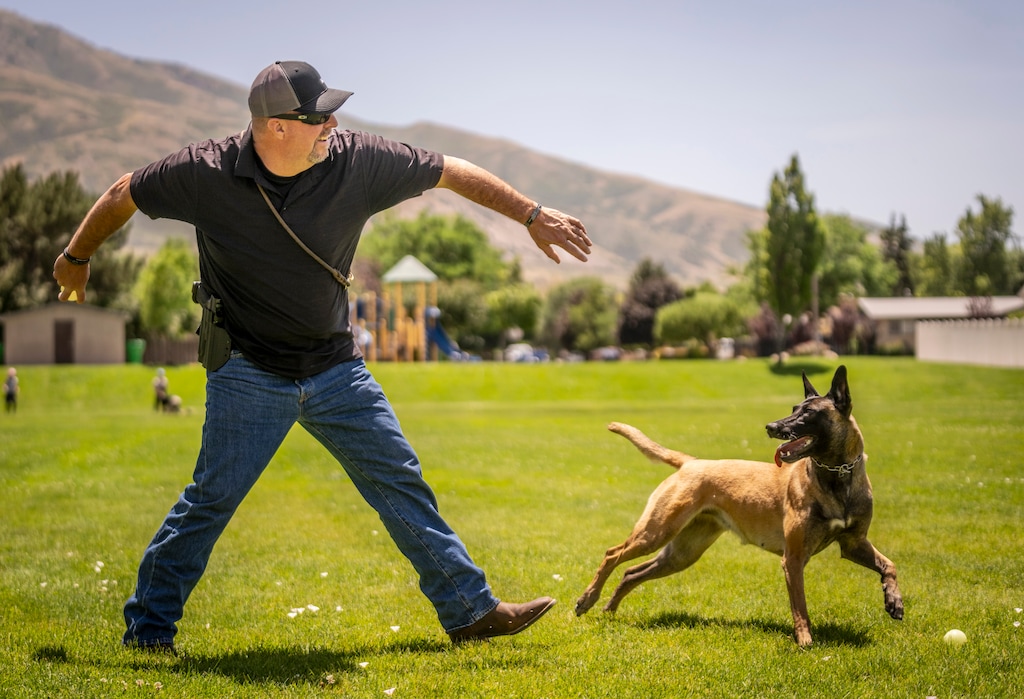 (Rick Egan | The Salt Lake Tribune)  Mike Allred works with his dog, Azula, at a park in Brigham City on Friday, June 26, 2026.
