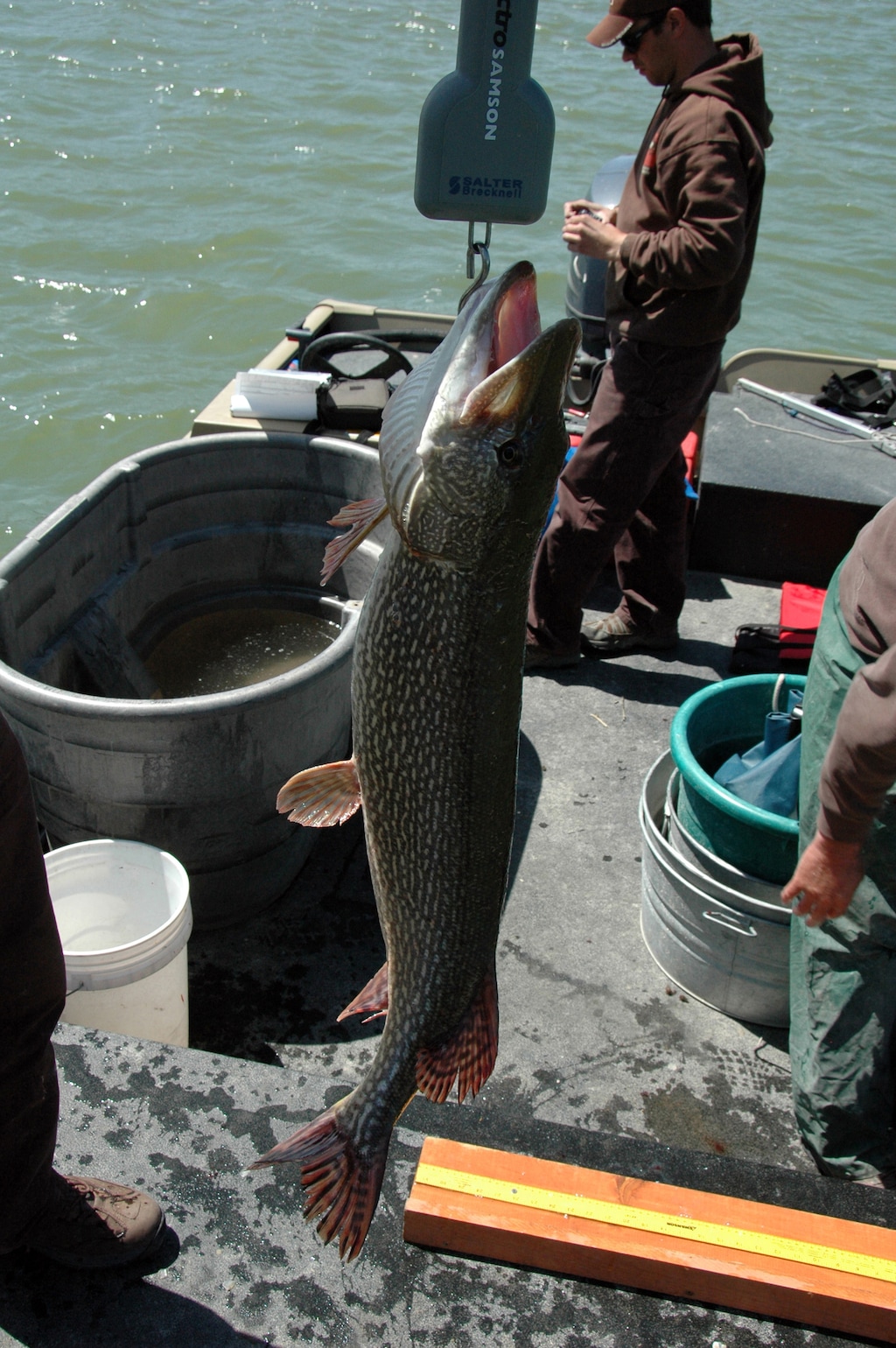 (Mike Slater, Utah Division of Wildlife Resources) Fertile northern pike are among the reasons fishing for walleye and yellow perch has declined drastically at Yuba Reservoir.