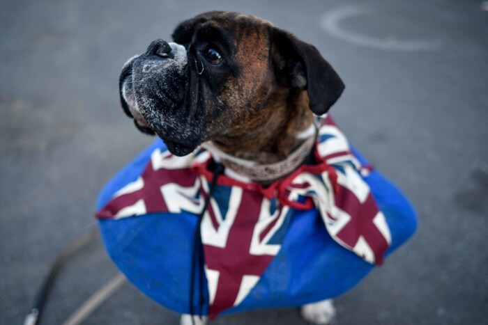 A dog wears a Union flag collar in Windsor ahead of the wedding of Prince Harry and Meghan Markle at Windsor Castle near London Saturday, May 19, 2018. (Peter Summers/PA via AP)