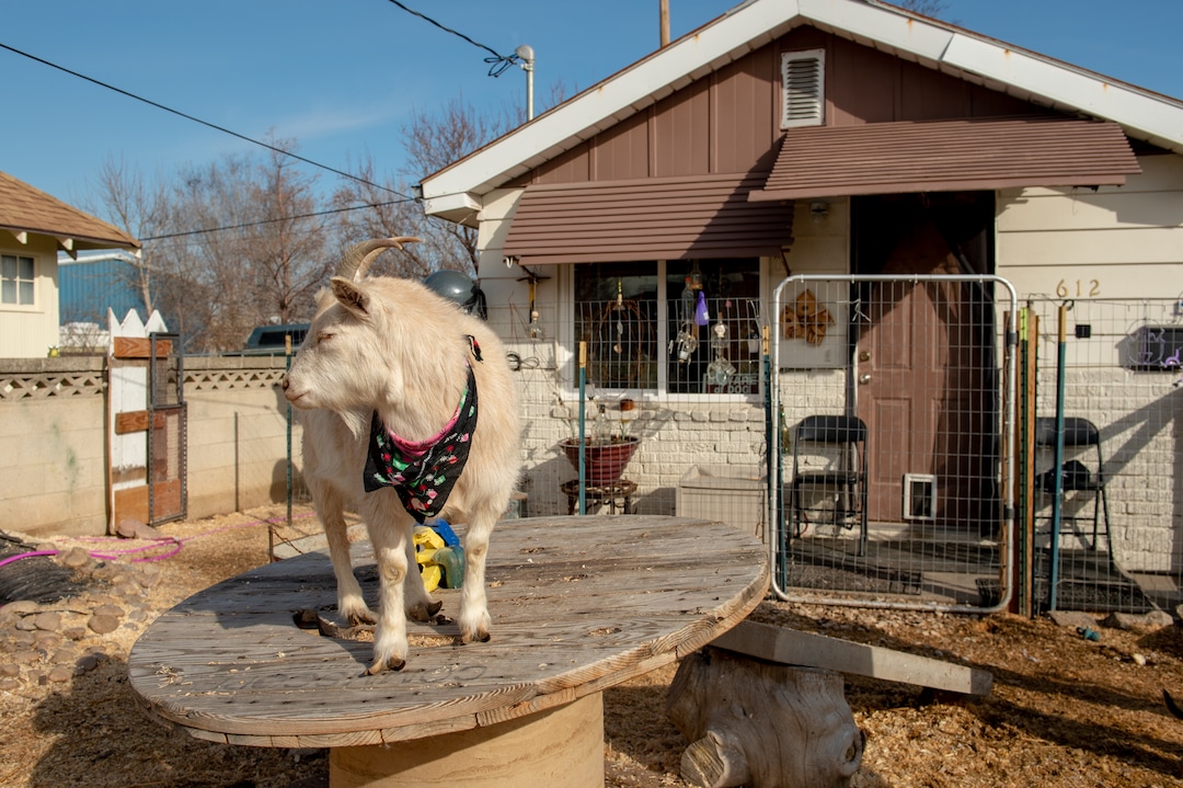 (Rachel Molenda  |  The Salt Lake Tribune)  Marshmallow, one of Candace Yocum's pygmy goats, hangs out in its enclosure in Midvale, Utah, on Monday, March 11, 2019.