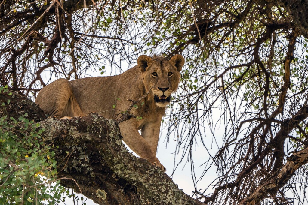 (Jerome Delay | AP file photo) A young lion climbs down a tree in Tanzania's Tarangire National Park on July 7, 2019.