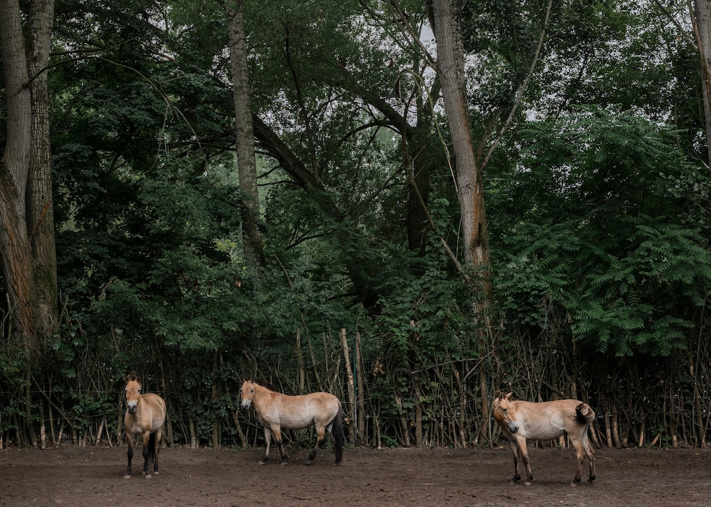 (Emile Ducke | The New York Times) Przewalski’s horses in the Tierpark zoo in Berlin, June 19, 2024. The Przewalski's, or Takhi, was once endemic to the grasslands of Central Asia — until the herds were entirely wiped out, including by Victorian-era hunters and people seeking an exotic foal, or baby horse, as a souvenir.