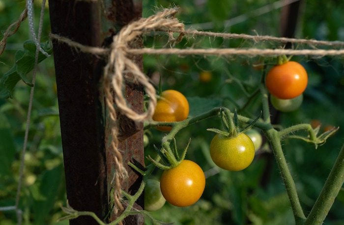 (Francisco Kjolseth | The Salt Lake Tribune) Salt Lake City unveils its newest community garden at Richmond Park on Wednesday, Aug. 4, 2021.