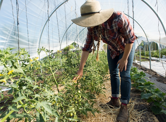(Rick Egan  |  The Salt Lake Tribune)      Amanda Theobald checks the tomato plants at Top Crops urban farm in Salt Lake City, Tuesday, June 5, 2018.


