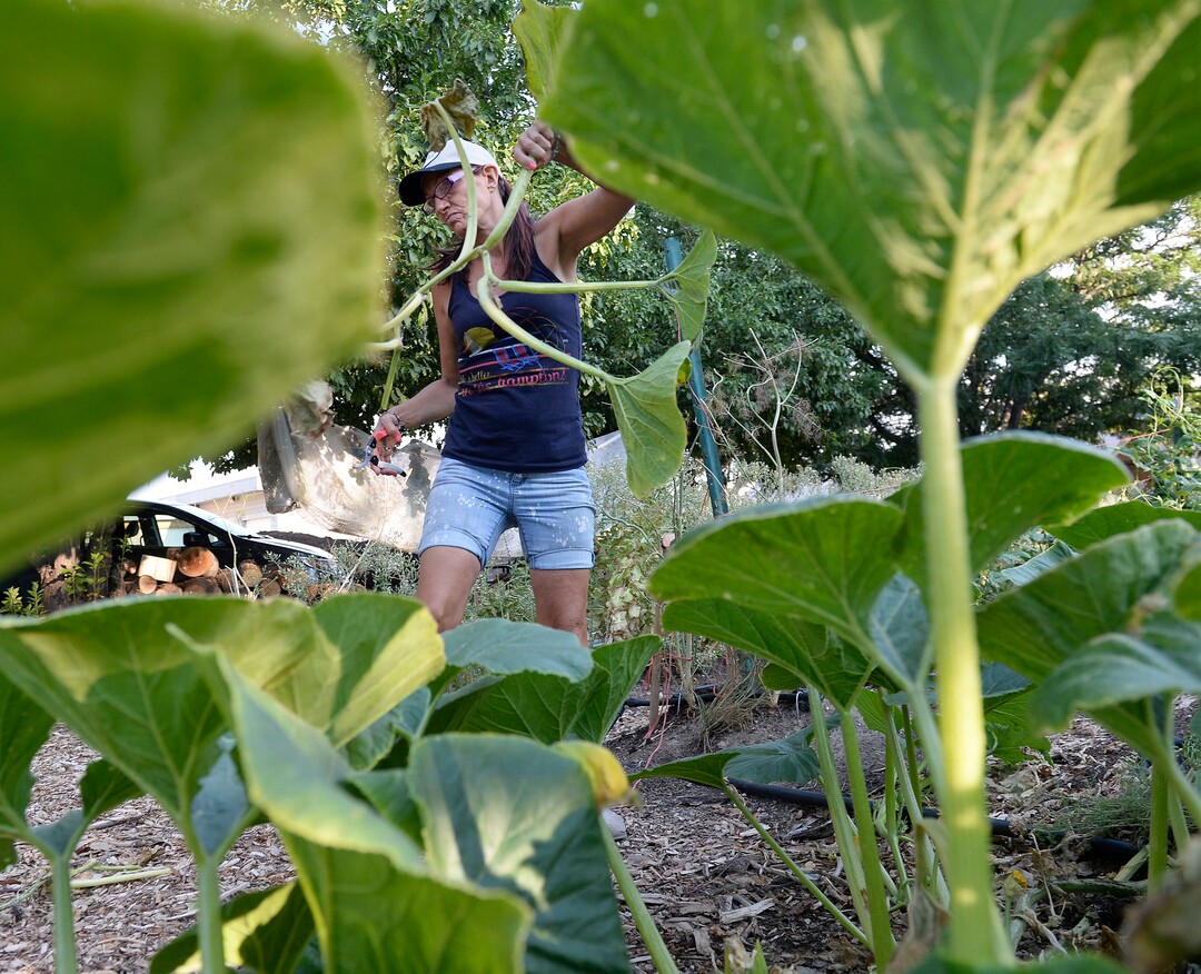 (Al Hartmann  |  The Salt Lake Tribune) Nikki cleans up dead growth in a pumpkin patch at the Wasatch Community Gardens' Green Team farm on Wednesday, Aug. 2. A group of homeless and formerly homeless women tend a 1.5-acre vegetable farm on land owned by the Salt Lake City's Redevelopment Agency. The women are paid as they learn about agriculture and business, and they receive a break from the stresses of their daily lives.