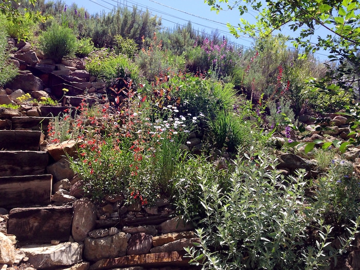 (Erin Alberty | The Salt Lake Tribune) Red penstemons, White Sage and Blue Flax light up the former backyard of reporter Erin Alberty on June 2, 2015 in Salt Lake City.  The Utah native plants helped to replace a carpet of invasive Myrtle Spurge.