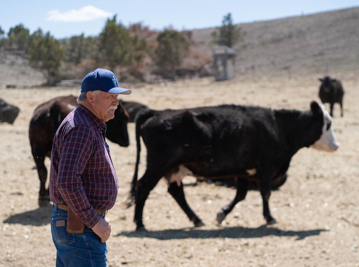 (Francisco Kjolseth | The Salt Lake Tribune) Randy Revoir, a Nephi rancher, checks in on his cattle in Juab County on Thursday, April 8, 2021. Revoir has banded together with other livestock producers to form the Central Utah Livestock Association, a group that offers a $20,000 reward for tips leading to the arrest of anyone who kills a member's animal. Livestock shootings soared in 2020 during the pandemic, but the reasons for the increase are unclear.