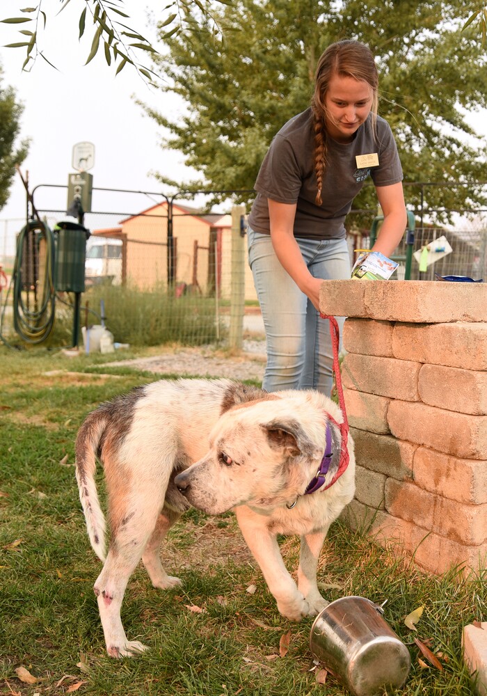 Sadie Smith, transfer coordinator for Cache Humane Society, fishes for a treat to give shelter dog Hulk Thursday, Sept. 7, 2017, inside their dog park in Logan, Utah. Hulk is one of seven dogs the organization took in from Houston shelters after Hurricane Harvey. ( Sarah Welliver /Standard-Examiner via AP)