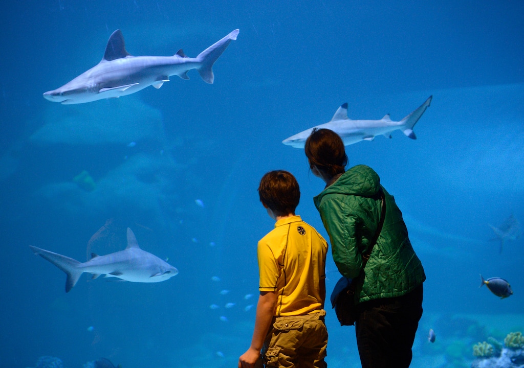 (The Salt Lake Tribune archive photo) The Shark Tank at the Loveland Living Planetarium.