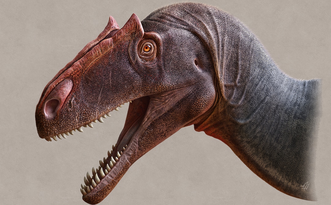 (Courtesy Andre Atuchin) Allosaurus jimmadeni, a new species of dinosaur discovered in Utah, has distinctive crests that run from the eyes to the nose.