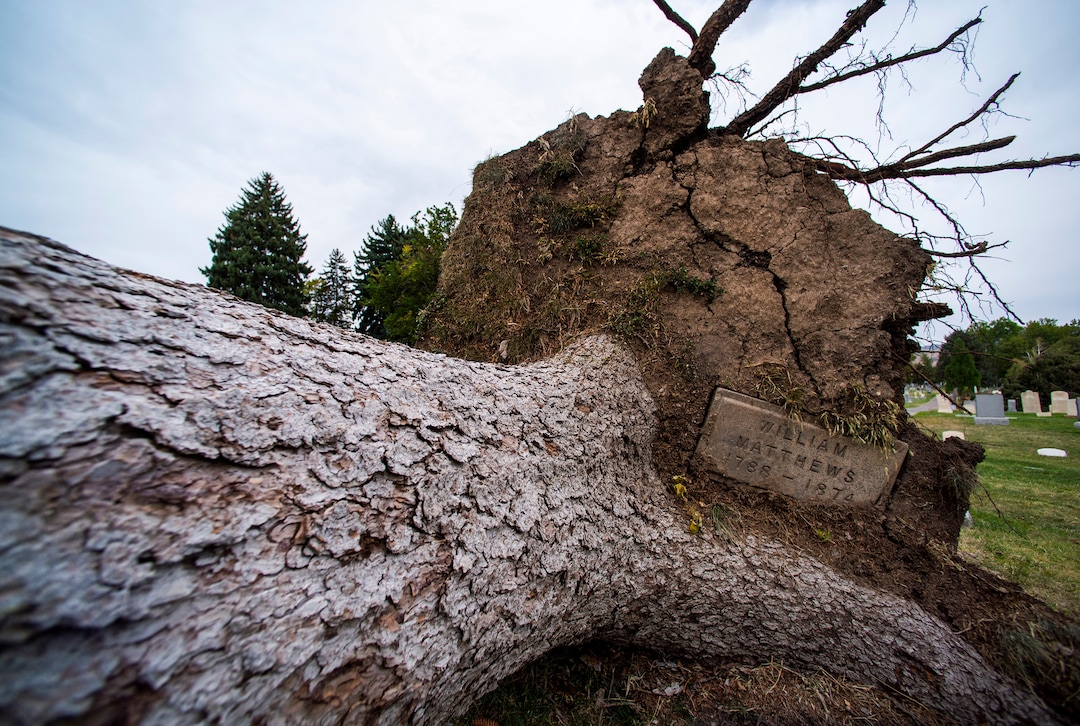 (Rick Egan  |  The Salt Lake Tribune)    Hundreds of headstones in the Salt Lake City Cemetery were damages in the recent wind storm, Friday, Sept. 18, 2020.