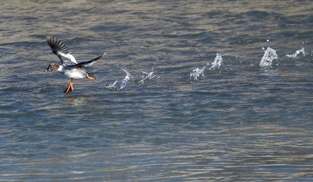 (Francisco Kjolseth  |  The Salt Lake Tribune)  A common goldeneye skips along the waters of the Jordan River recently. A group of Audubon members took to a stretch of the river for the New Year's Day bird count as part of the annual survey, now its 119th year, done by multiple members across Utah.