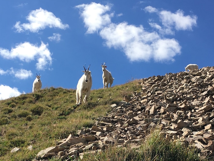 (Photo courtesy of Marc Coles-Ritchie, Grand Canyon Trust) Conservationists say introduced mountain goats in Utah's La Sal Mountains, pictured here in July 2017, are damaging Mount Peale's fragile alpine ecosystems. Utah wildlife officials are now developing proposals to establish goat herds in other Utah ranges where this big game species is not native.