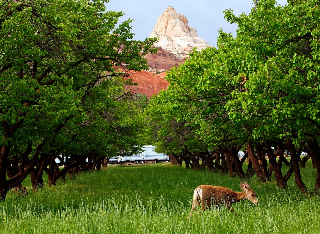 (Tribune file photo) Deer are a common site outside of this Capitol Reef campsite as seen here in 2006.