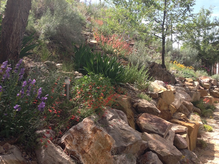 (Erin Alberty | The Salt Lake Tribune) Penstemon venustus and Penstemon pinifolius bloom June 4, 2014 in the former backyard of reporter Erin Alberty in Salt Lake City.  The Utah native plants helped to replace a carpet of invasive Myrtle Spurge.