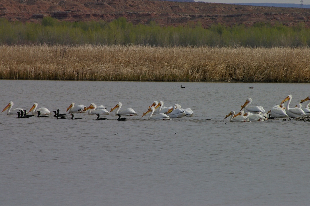 (Photo courtesy of Ouray National Wildlife Refuge)  In this 2008 photograph, pelicans at Ouray National Wildlife Refuge in Uintah County.