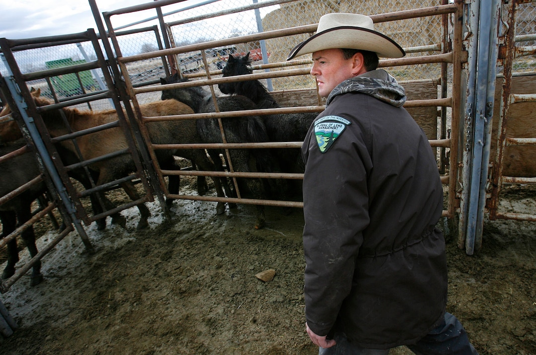 (Scott Sommerdorf  | Tribunefile photo)   A group of wild horses stand in pens as they await adoption. The Bureau of Land Management holds a wild horse adoption Saturday, January 24, 2009, in Delta.
