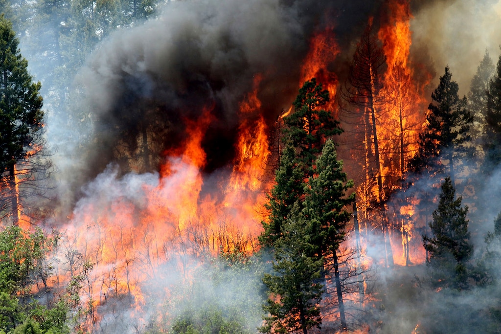 (Jerry McBride | The Durango Herald | AP file photo) In this June 11, 2018, file photo, flames consume trees during a burnout operation that was performed south of County Road 202 near Durango, Colo. A report by the U.S. Geological Survey shows investments made to reduce the risk of wildfire in forested areas are paying dividends when it comes to creating jobs and infusing money in local economies. The study focused on several counties along the New Mexico-Colorado border that make up the watershed of the Rio Grande.