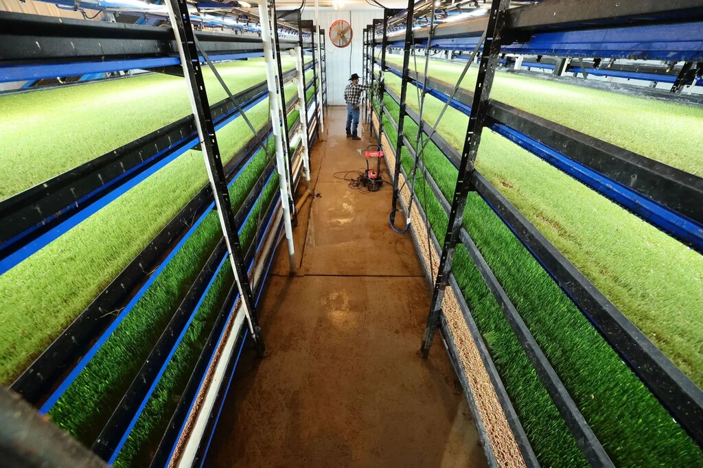 ( Jeffrey D. Allred | Deseret News) Rod Magnuson examines his Hydrogreen feed growing operation at his ranch in Castle Dale, Emery County. The new technology transforms seed into feed within a matter of days and uses less than one-tenth of the water required for traditional alfalfa fields. With drought and the escalating cost of alfalfa, Magnuson said he turned to this technique to continue his family’s legacy of ranching.