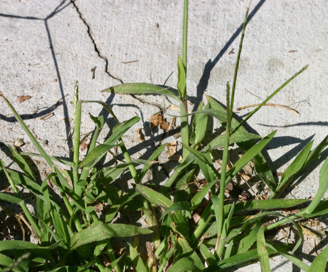 (Tribune File Photo) Weeds, like this crabgrass, could be plentiful this spring in Salt Lake City, which was named one  of the 10 worst cites for weeds and lawn disease in 2018