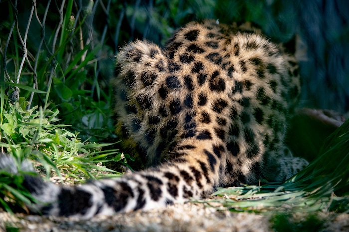 (Francisco Kjolseth  |  The Salt Lake Tribune) Hogle Zoo introduces its new babies, including Storm one of two leopard cubs as it hides in a corner while munching on a bone on Thursday, August 27, 2020.