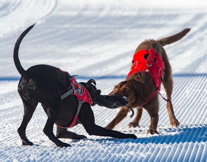 (Rick Egan  |  The Salt Lake Tribune)       Avalanche dogs Joni and Lumen play a tugging game at Solitude Ski Resort, Thursday, March 5, 2020.
