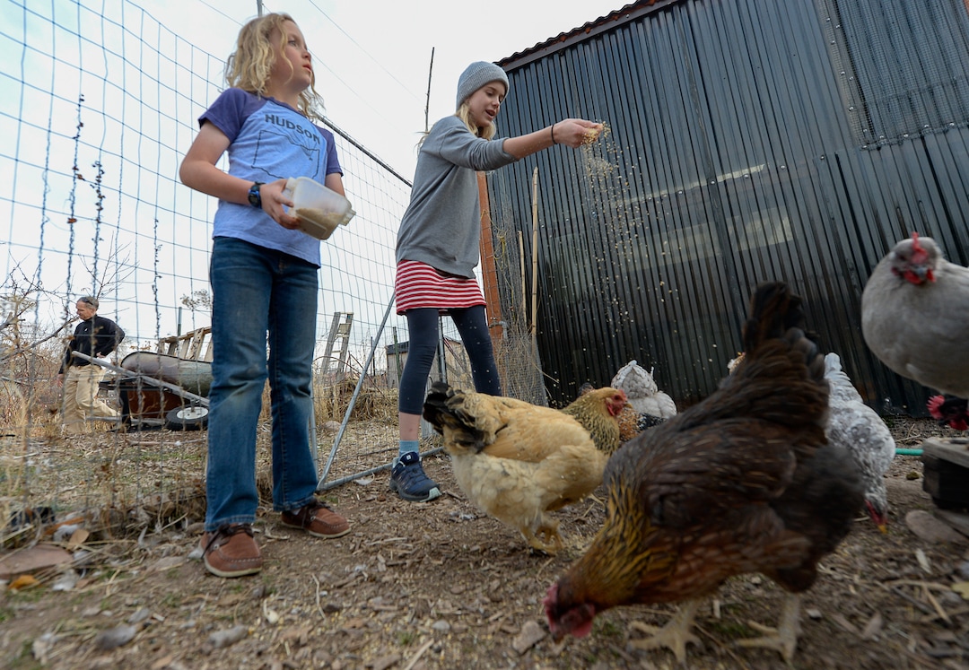 (Francisco Kjolseth  |  The Salt Lake Tribune)  Quinn Porucznik, 10, left, and his sister Zoey, 13, feed the chickens that live in the community garden a few feet away from their home at the end of Elizabeth Street in Salt Lake City on Tuesday, Nov. 19, 2019. The Poruczniks grow on one of the 42 plots at the garden, which has operated on church land for 43 years.