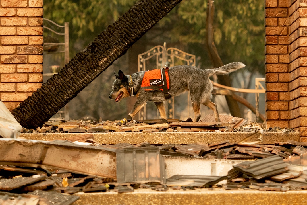 A cadaver dog searches for victims of the Camp Fire in Paradise, Calif., on Thursday, Nov. 15, 2018. (AP Photo/Noah Berger)