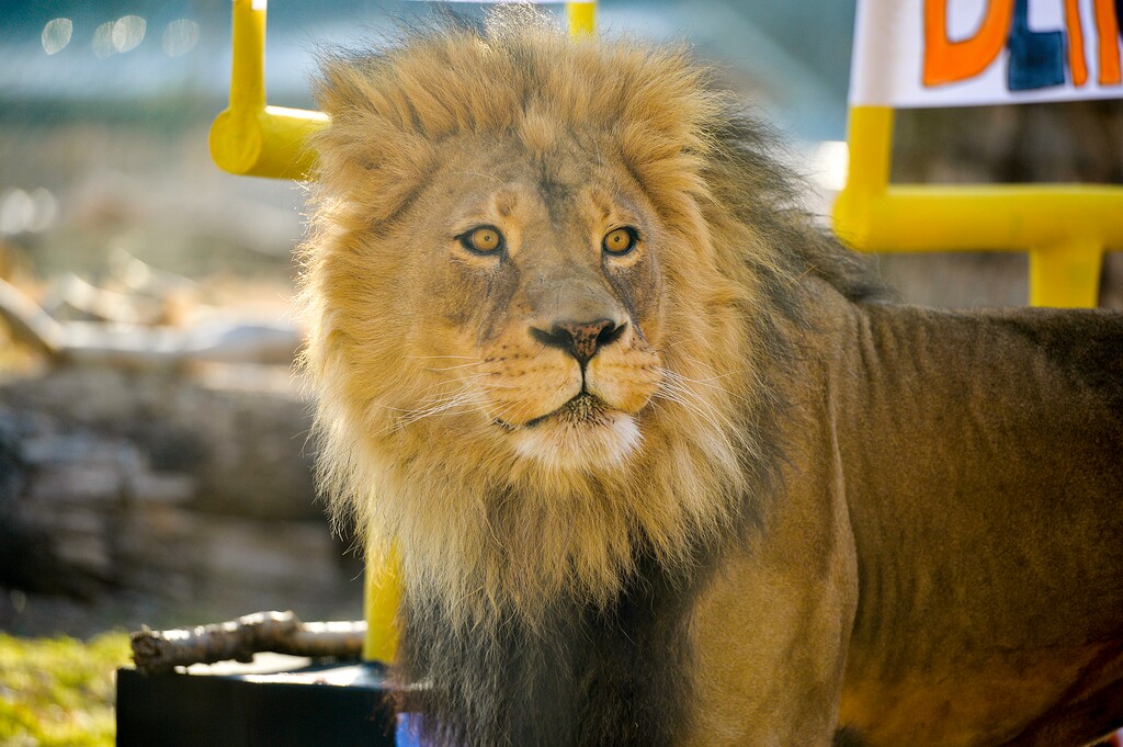(Chris Samuels | The Salt Lake Tribune) Vulcan, an African lion, picks his predicted Super Bowl winner at the Hogle Zoo, Thursday, Feb. 10, 2022.