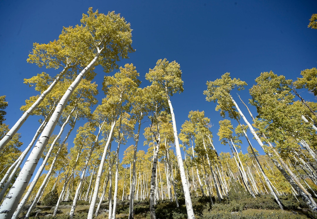 (Al Hartmann  |  The Salt Lake Tribune)     
At 106 acres, Pando is the largest known aspen clone, and the most massive living thing known on earth. Its trees are united by a single root system. Scientists say deer are voraciously eating Pando's new sprouts, preventing the clone from regenerating. It could deteriorate beyond recovery in less than 20 years, they warn.