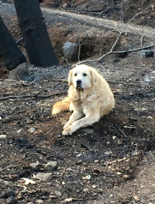 This Friday Dec. 7, 2018, photo provided by Shayla Sullivan shows Madison, the Anatolian shepherd dog that apparently guarded his burned home for nearly a month until his owner returned in Paradise, Calif. Sullivan, an animal rescuer, left food and water for Madison during his wait. (Shayla Sullivan via AP)