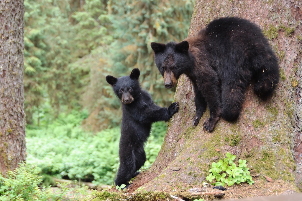 (Jessica Matthews | The Washington Post) A female black bear and her cub.