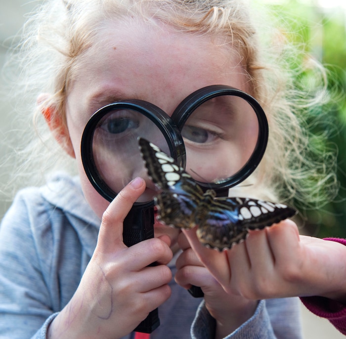(Rick Egan  |  The Salt Lake Tribune)     
Elly Snow, 3, uses magnifying Glasses to get a close look at a butterfly at the Butterfly Biosphere at Thanksgiving Point’s Water Tower Plaza in Lehi. Tuesday, Jan. 22, 2019.  The Butterfly Biosphere is home to more than a thousand butterflies from around the world.  