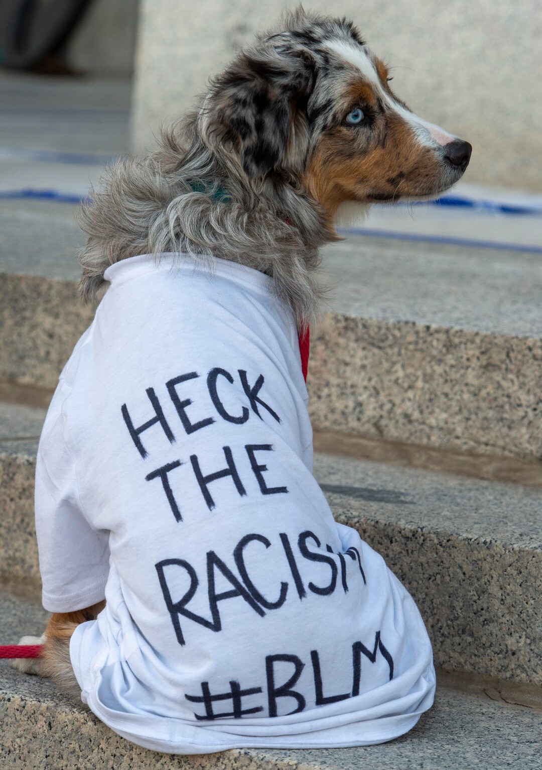 (Rick Egan  |  The Salt Lake Tribune)     A dog named Chester joins the crowd during a demonstration on the steps of the State Capitol on Wednesday, June 10, 2020.