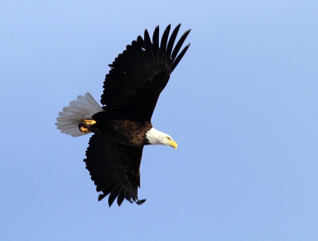 (Courtesy of the Utah Division of Wildlife Resources) February is the perfect time to view bald eagles in Utah.  You can see eagles at five different viewing sites during Bald Eagle Month.