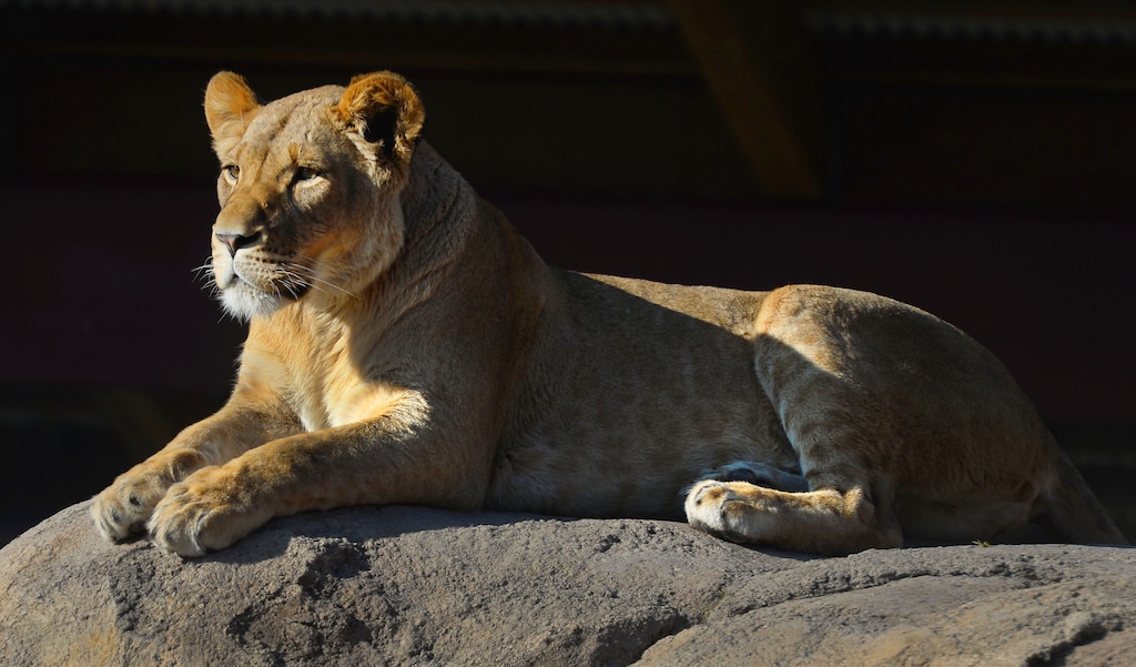 Steve Griffin  |  The Salt Lake Tribune

One of the two new female lions basks in the morning sun on a favorite rock in the lion enclosure at the Hogle Zoo in Salt Lake City, Thursday, January 8, 2015.  Last year the zoo enjoyed their third highest number of visitors ever. The two female lions are young and still have their spots.