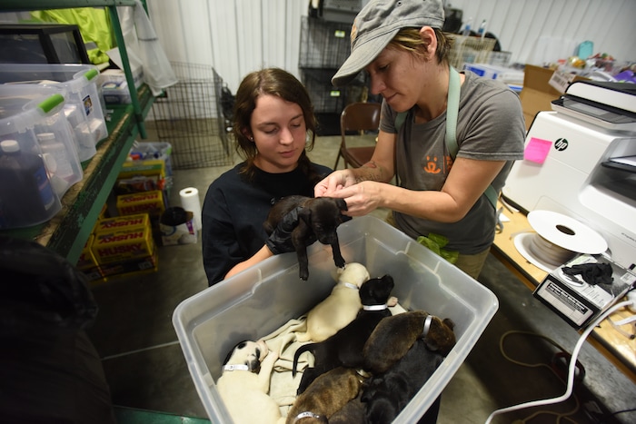 Best Friends Animal Society staff members and volunteers help rescue and reunite pets with people in the aftermath of Hurricane Harvey. Courtesy | Best Friends Animal Society.